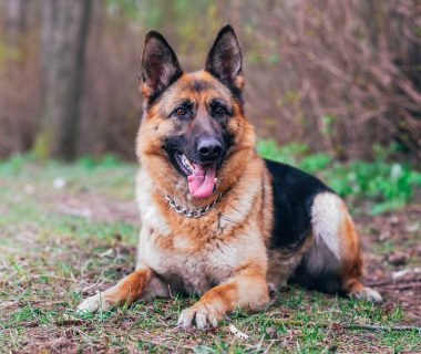 Preis Für Deutsche Schäferhundwelpen